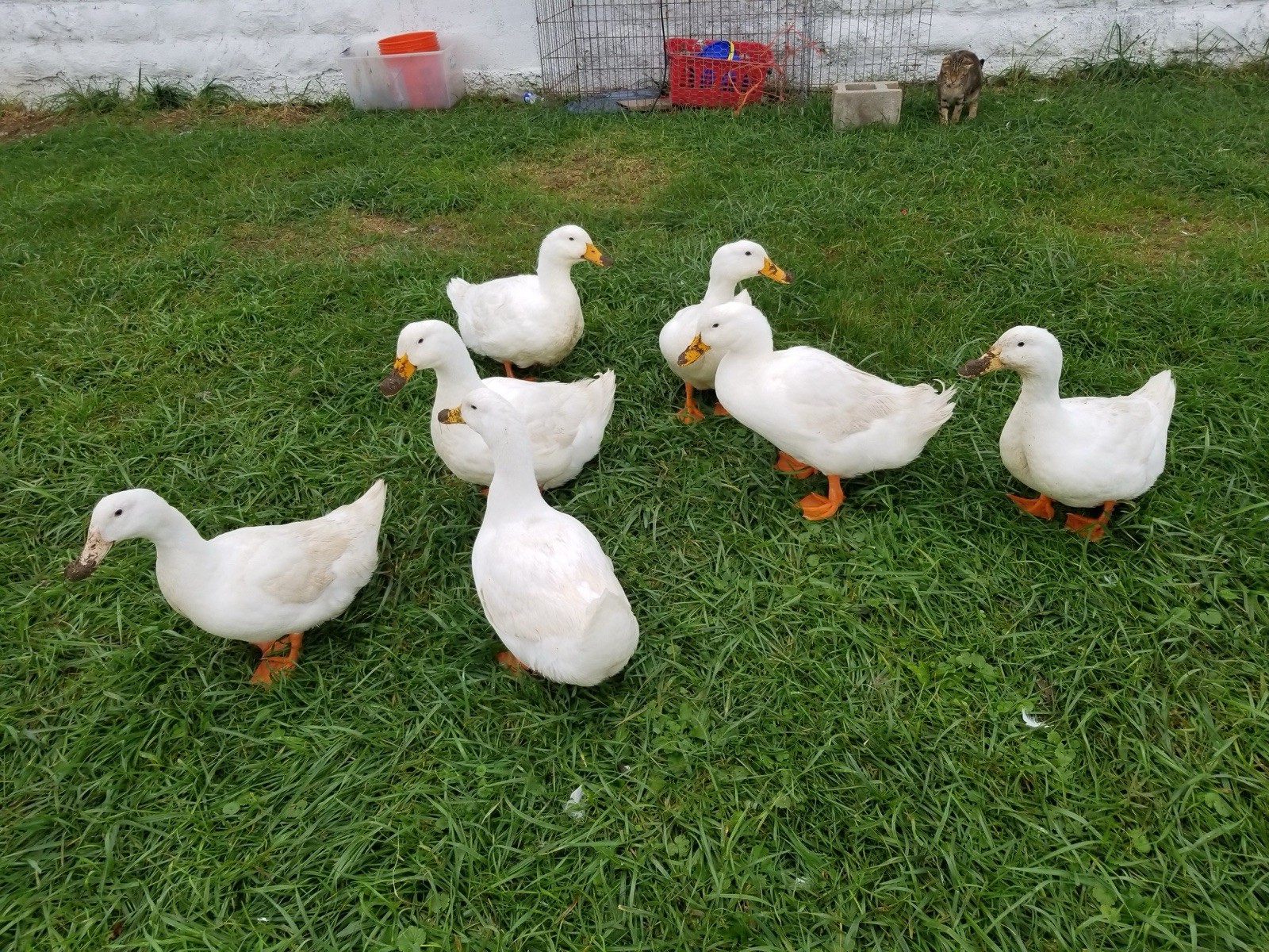 NPIP Pekin Duck Hatching Eggs (individual Eggs) Buy What You Want!