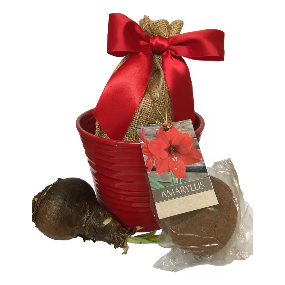 Grand Prix Amaryllis Red Ceramic Planting Kit