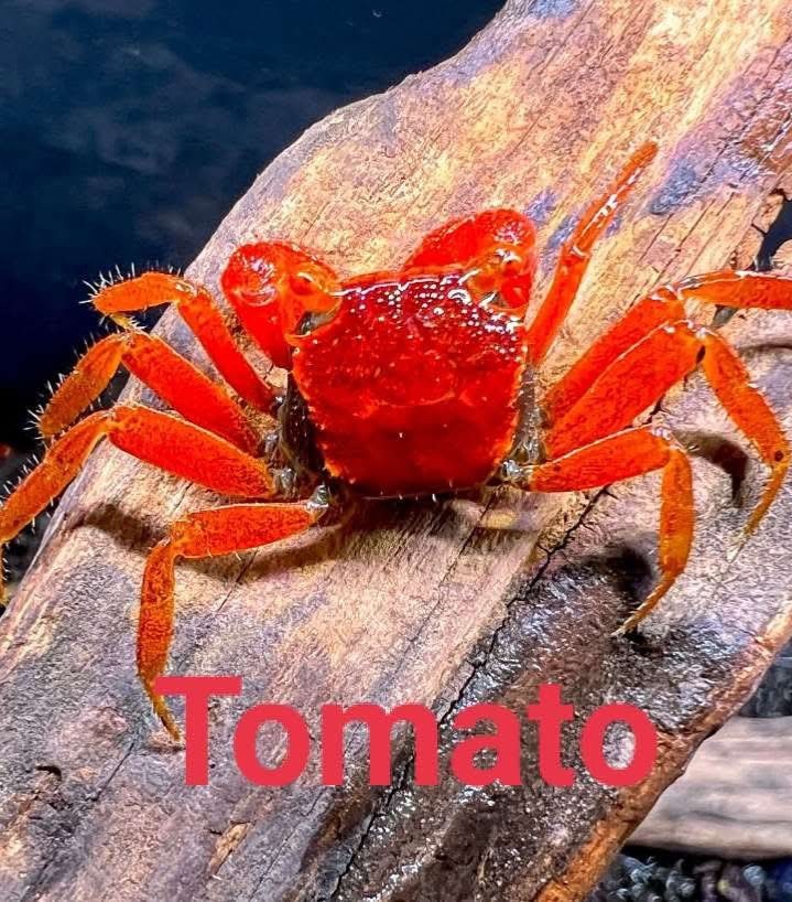 tomato vampire crab. 1pc. flamming red