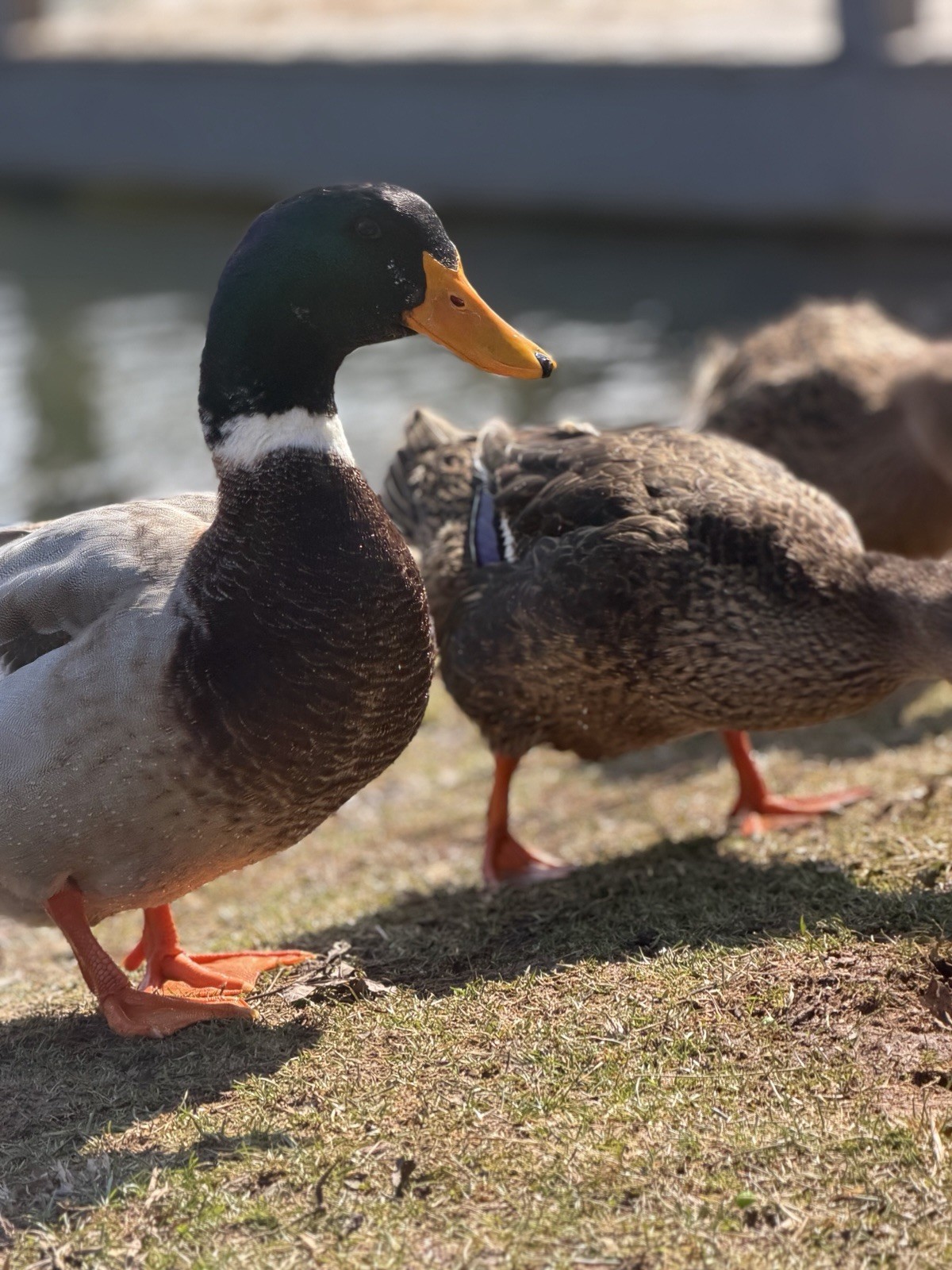 6 Duck Hatching Eggs: Assorted
