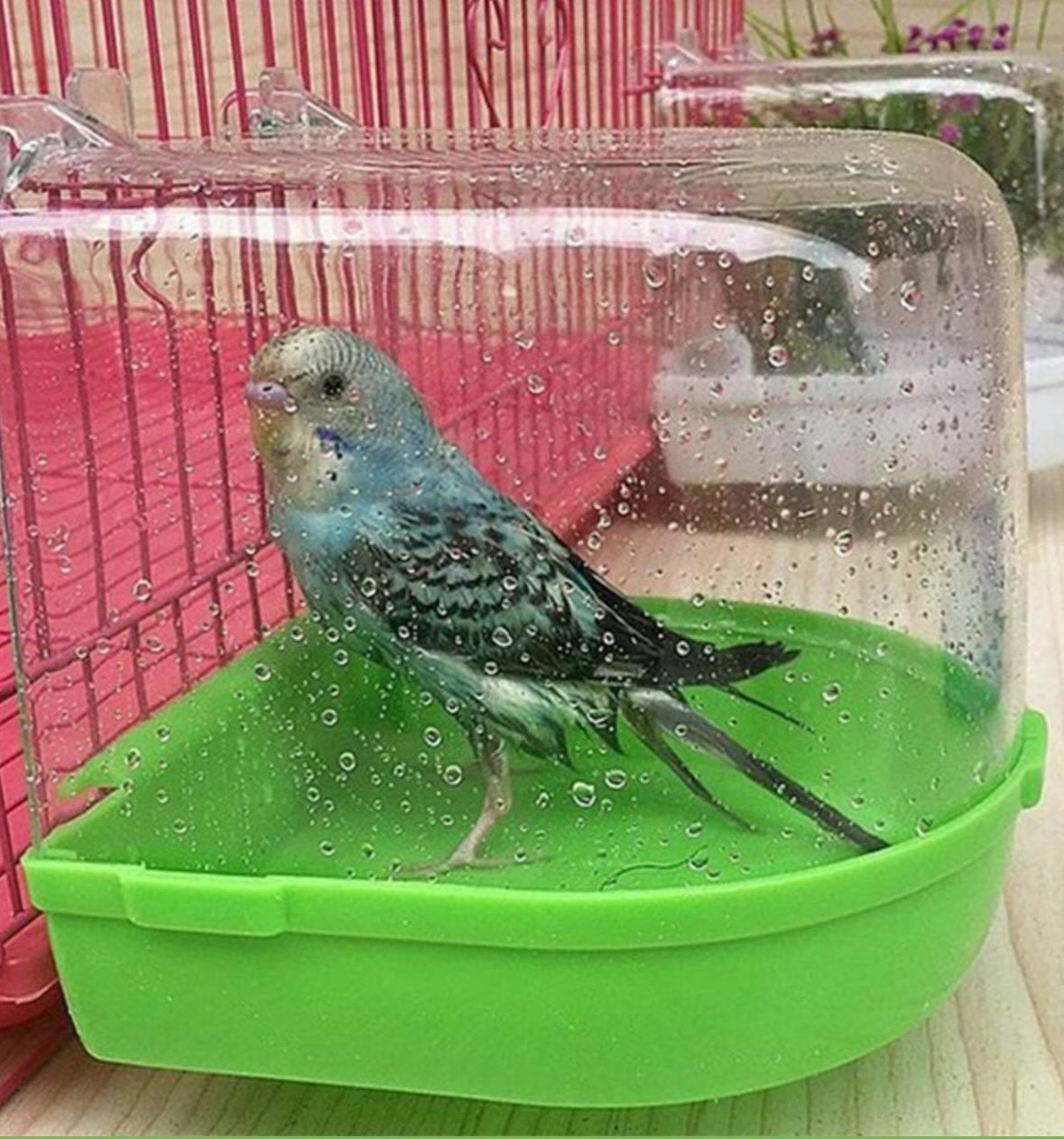 Small Bird Bath Box Clear Cover for love birds budgies… – Easy Clean Pet Show