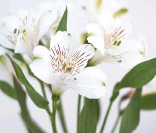 White Alstroemeria Flower