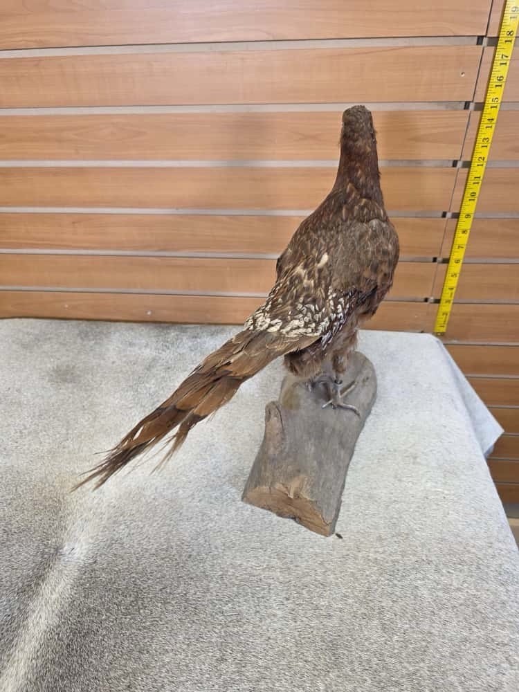 JTV245 - Golden Pheasant Cross Taxidermy Mount