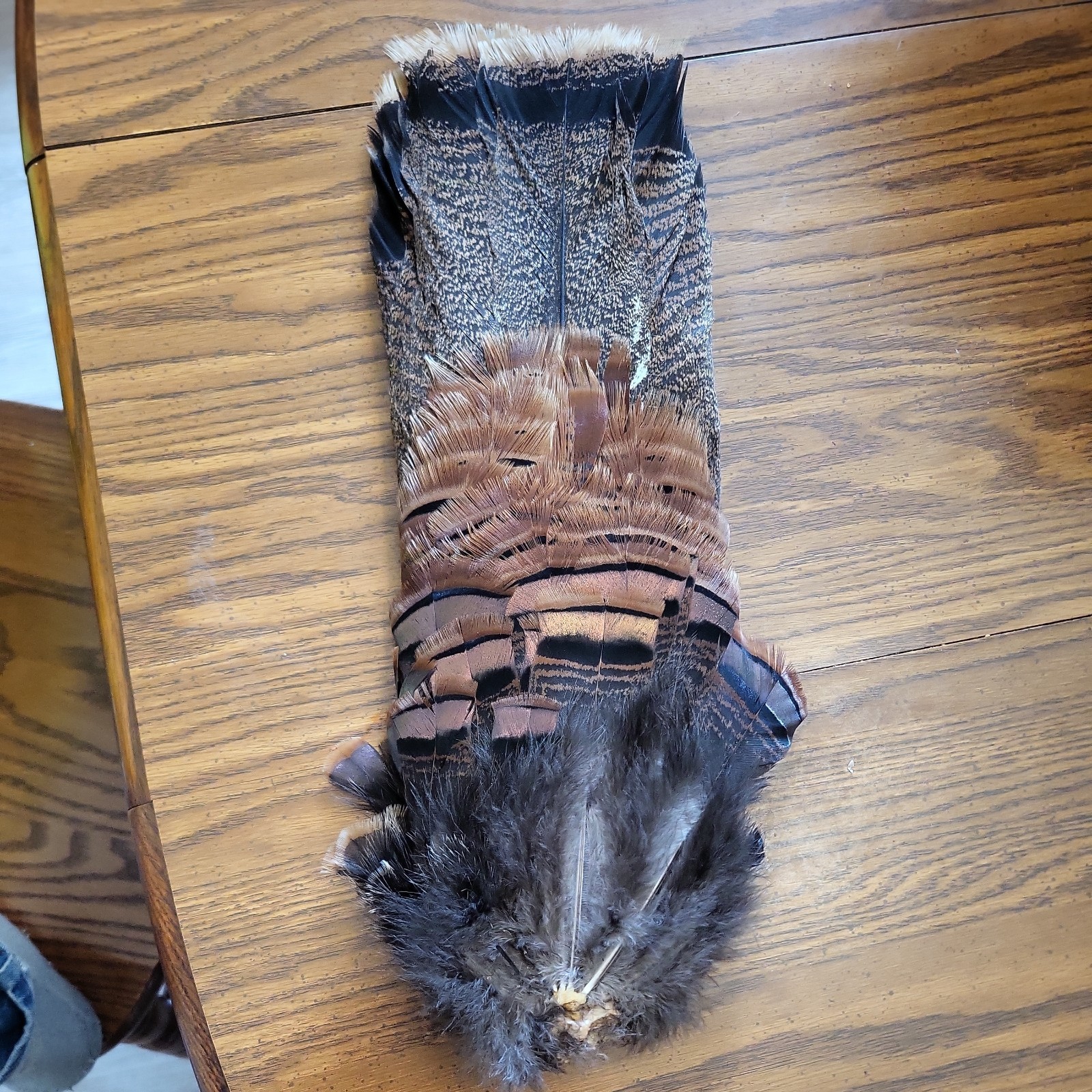 1  Adult Eastern Wild Turkey Tail Fan for Tom Turkey Decoys.