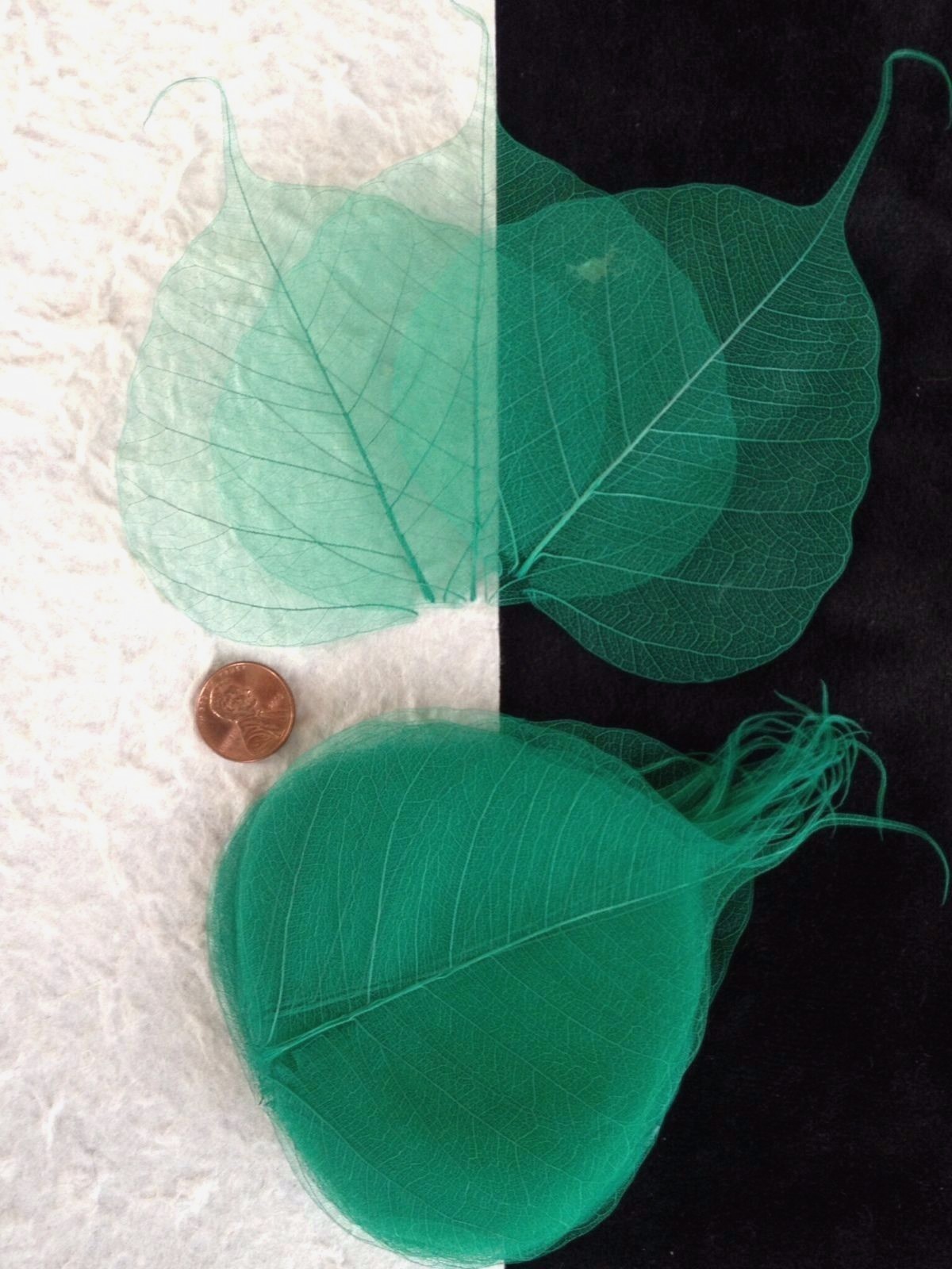 25 Green Emerald Kelly Po Bo Banyan Pho leaves skeleton leaf see through Medium