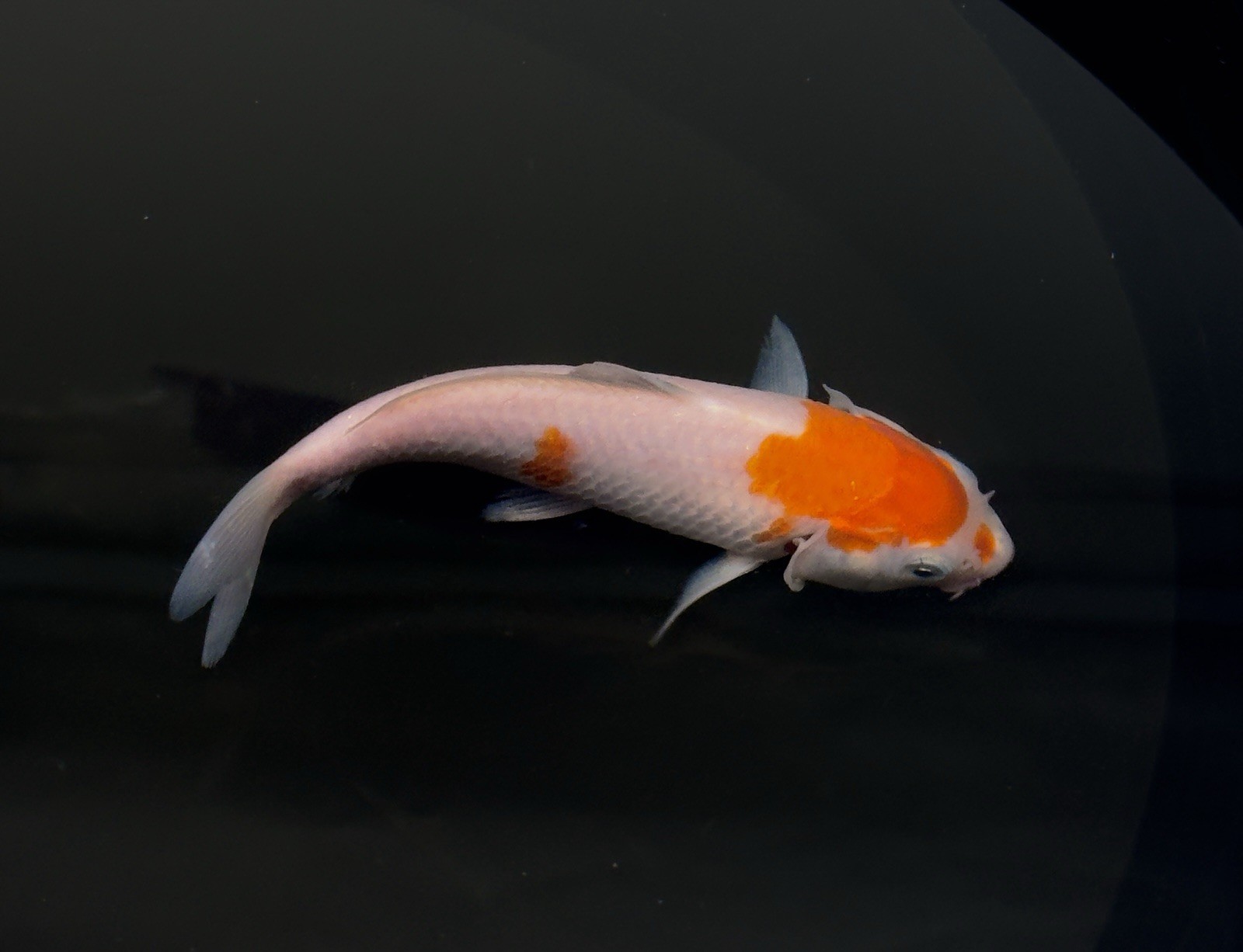 4-6” Excellent Kohaku Live Koi Fish