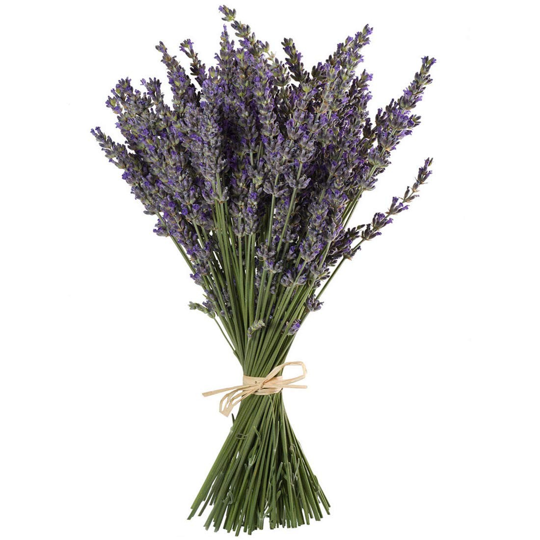 TooGet Natural Lavender Bundles, Freshly Harvested 200+ Stems, Ultra Blue 