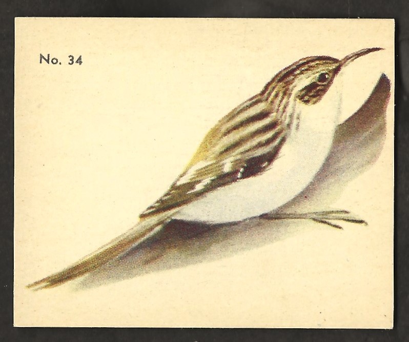 1952 Brown Creeper Bird Card Parkhurst Gum V339-2 Audubon Birds #34 Canadian