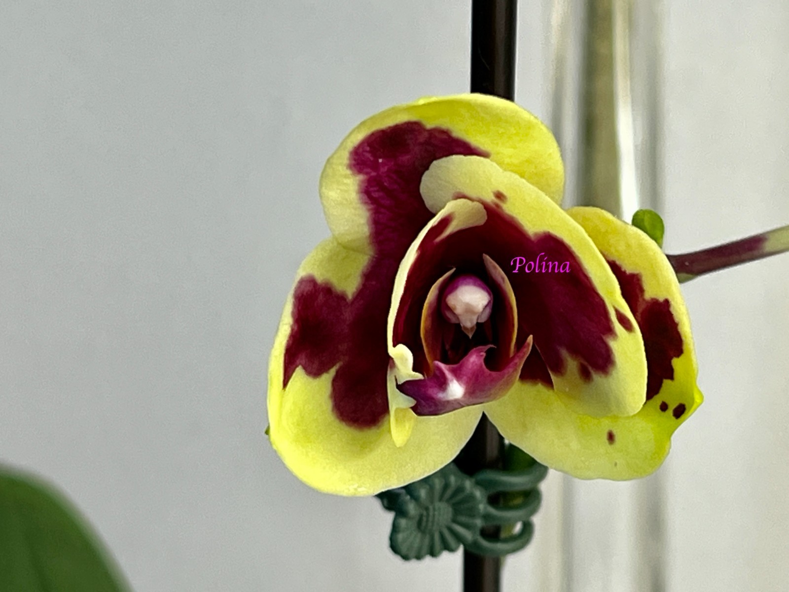 Phalaenopsis Moth Orchid I-Hsin Macchiata IN BLOOM - has a perfect root system