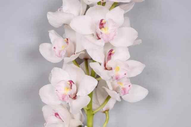 White Cymbidium Orchid 10 stems