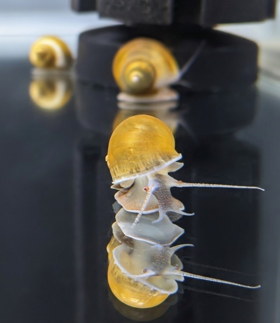 Golden Mystery Snails – 5 Pack – Juvenile – Tank Bred Freshwater Aquarium Snails