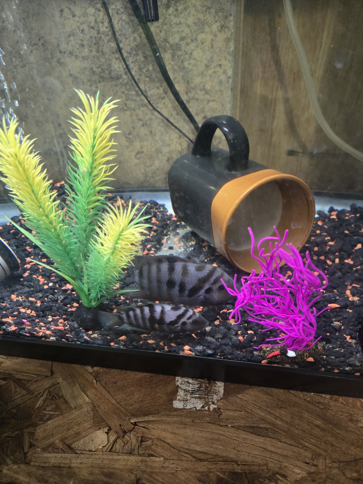 Adult Male Convict 3 + I Will Only Ship 2 Max Per Order