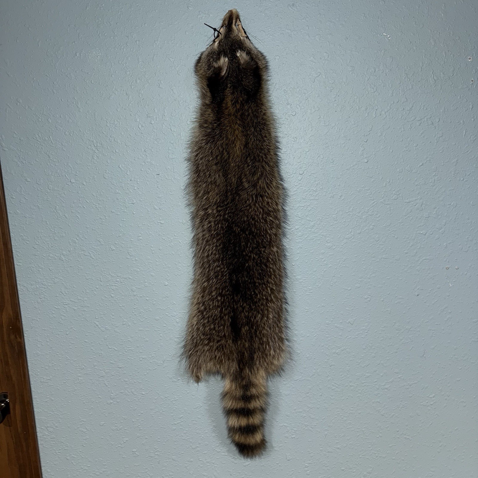 Professionally Tanned XL Raccoon/Coon Hide/Furs/Pelts/Taxidermy/Crafts - 18