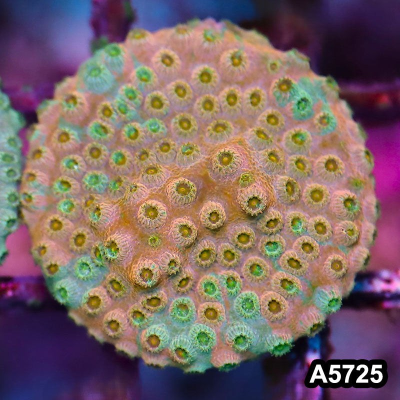 Item#A5725FM5725(S) WYSIWYG Rainbow Cyphastrea Frag