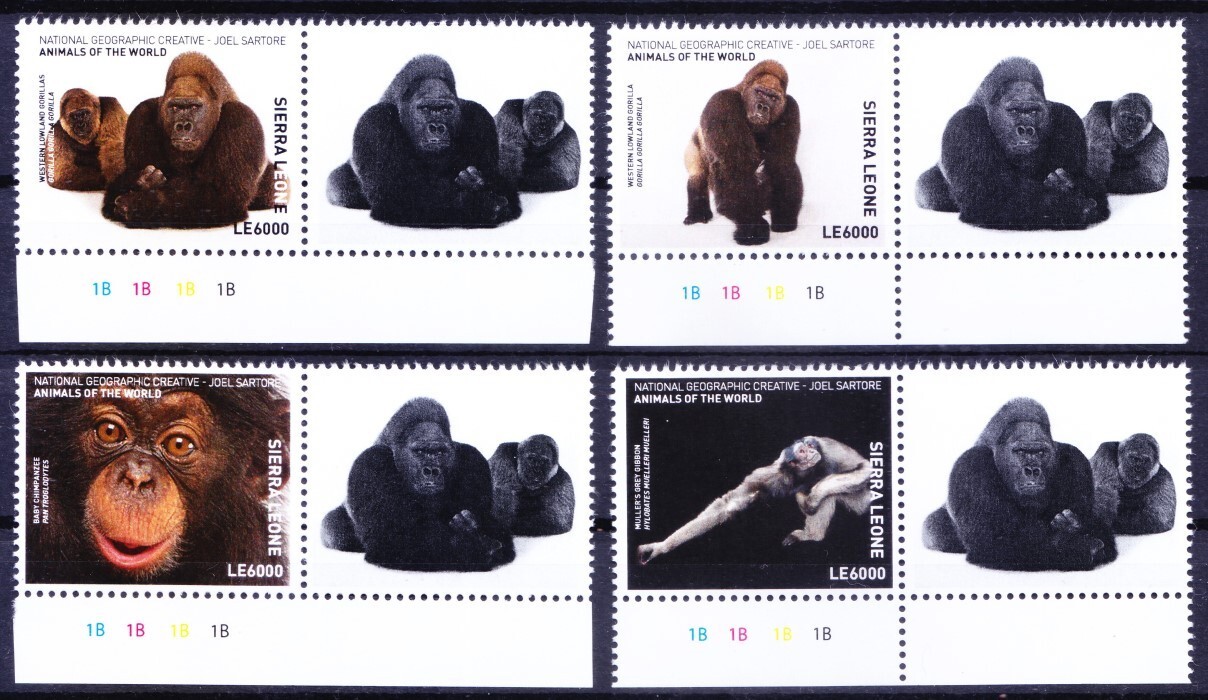 Apes Orangutan Gorilla, Monkeys, Sierra Leone 2017 MNH 4v+Label Color Guide  A15