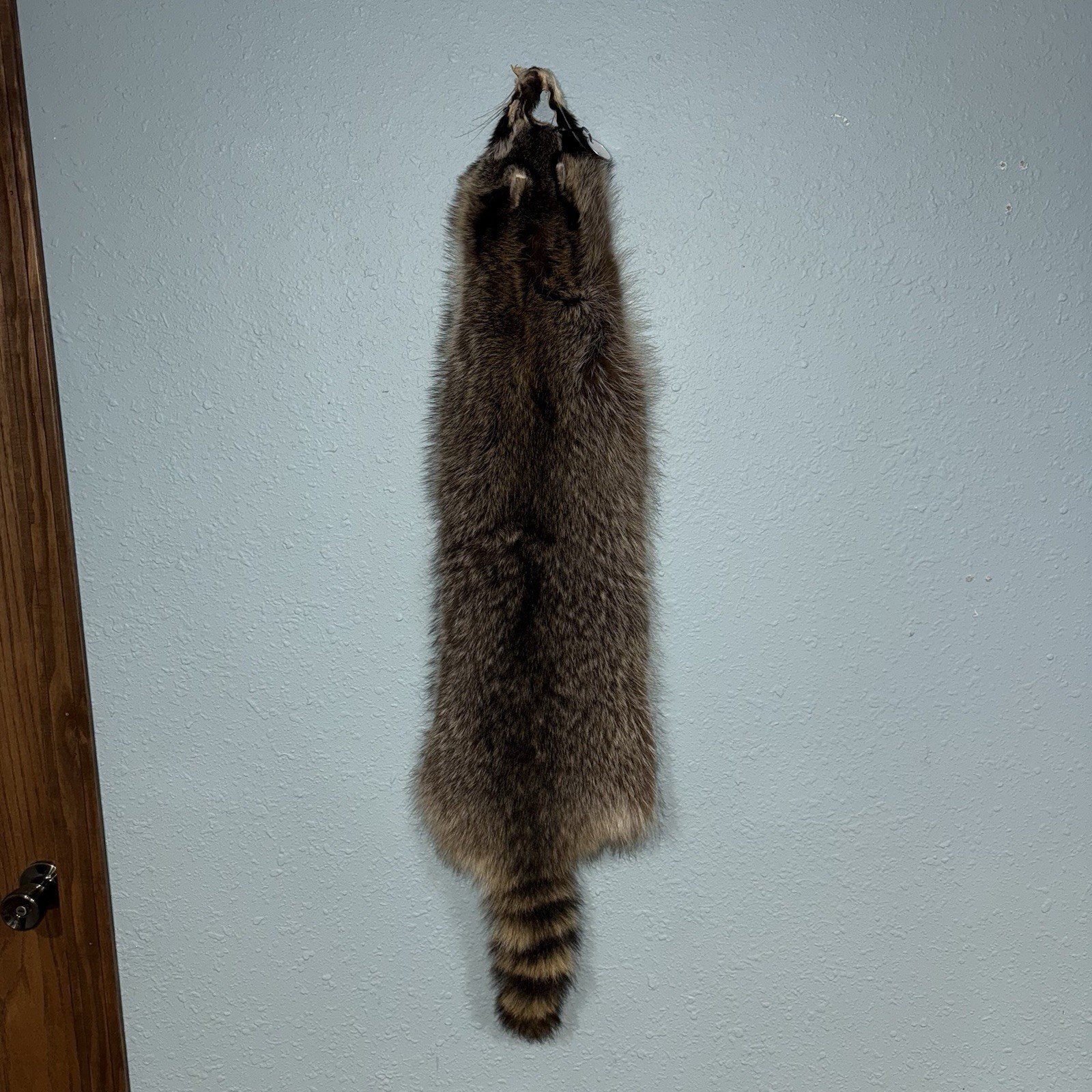 Professionally Tanned 2XL Raccoon/Coon Hide/Furs/Pelts/Taxidermy/Crafts - 6