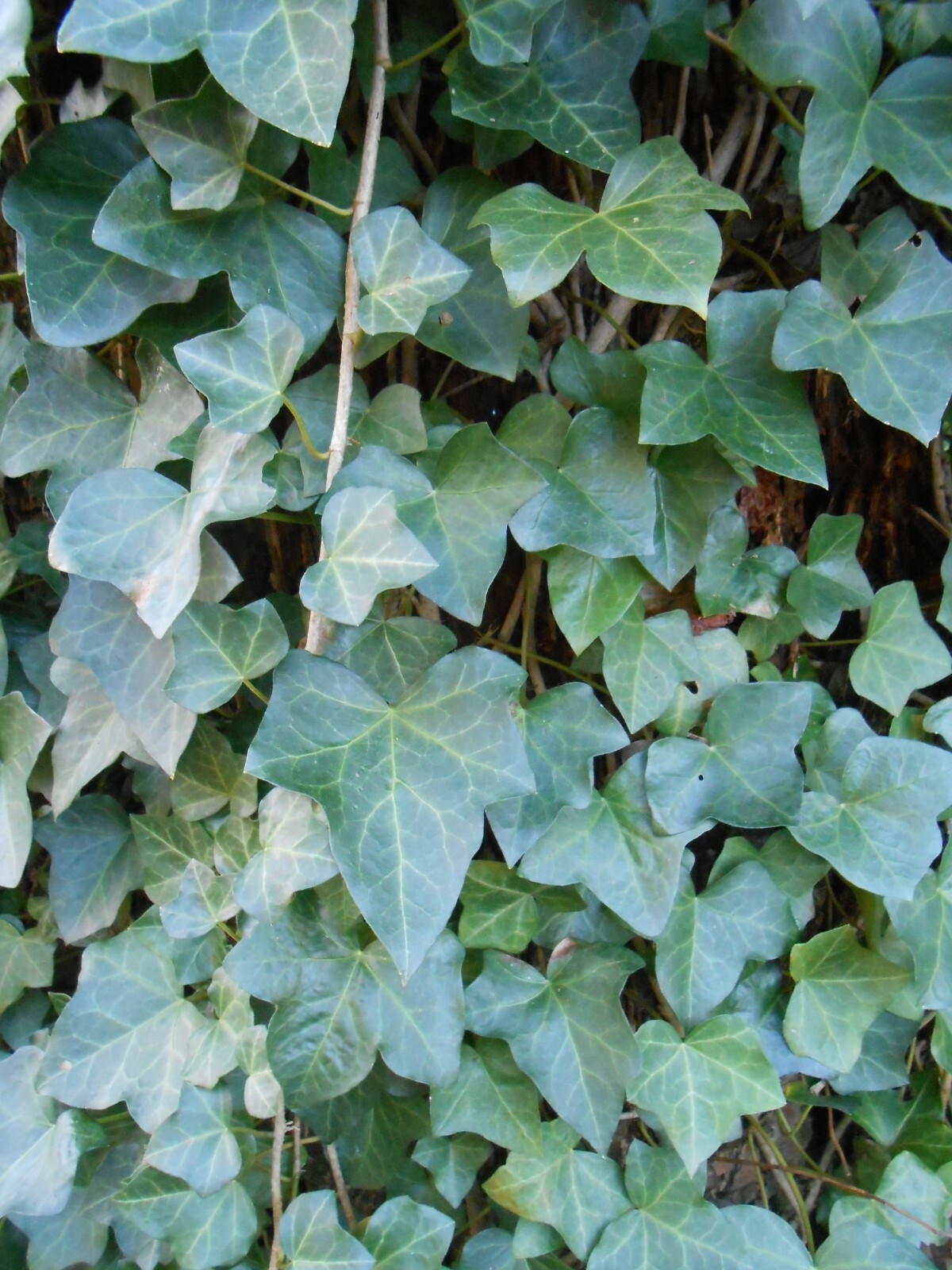 12 10' ~ 12' Long English Ivy Healthy Vines w/ Leaves approx.1" to 3" FRESH CUT