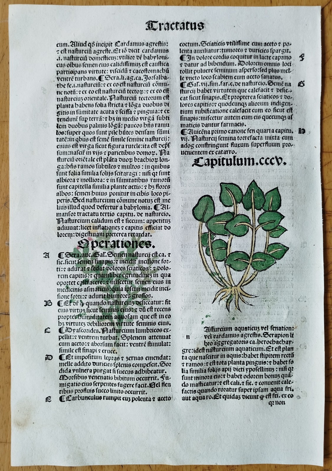 Post Incunable Leaf Hortus Sanitatis Colored Woodcuts Botany (X) - 1511