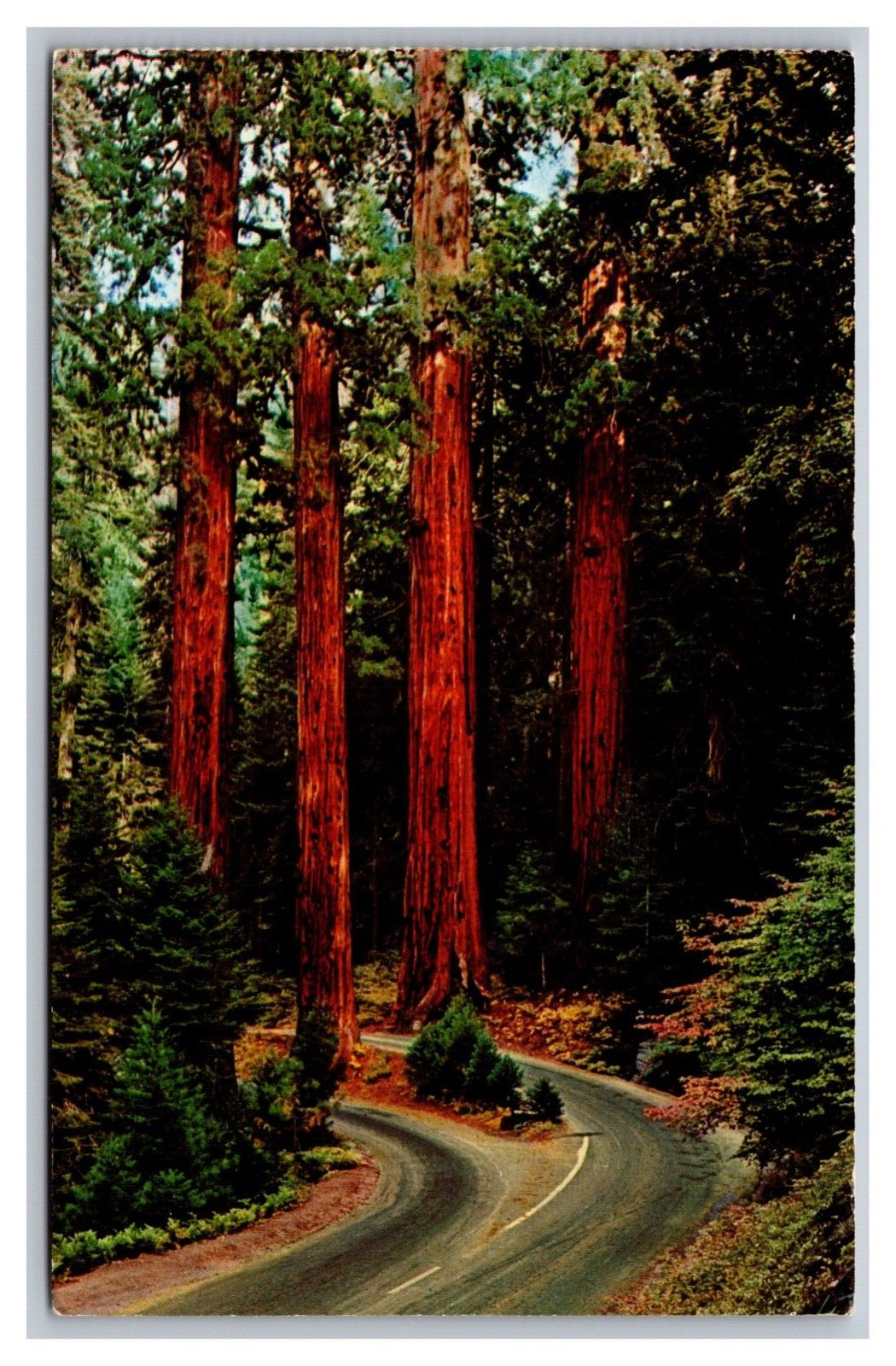 Sequoia National Park CA California Redwood Trees Gateway Postcard Posted 1970