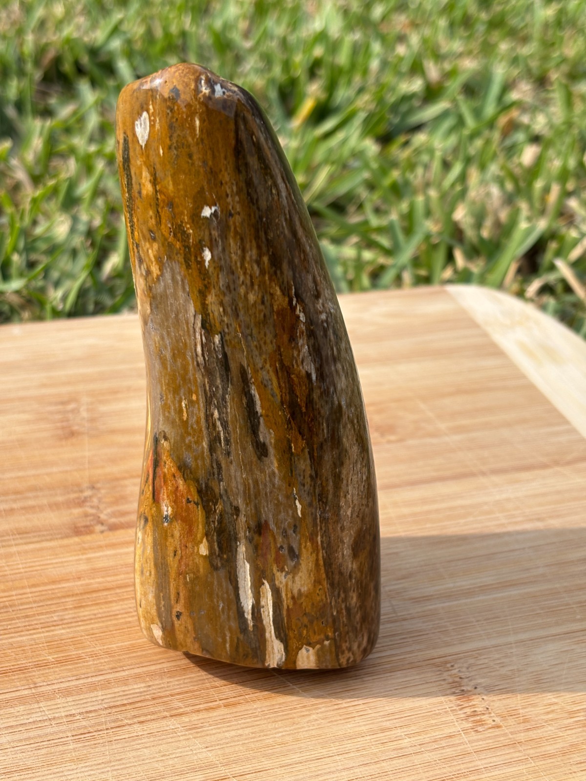 Polished petrified wood from south Texas 1lb 5.8oz