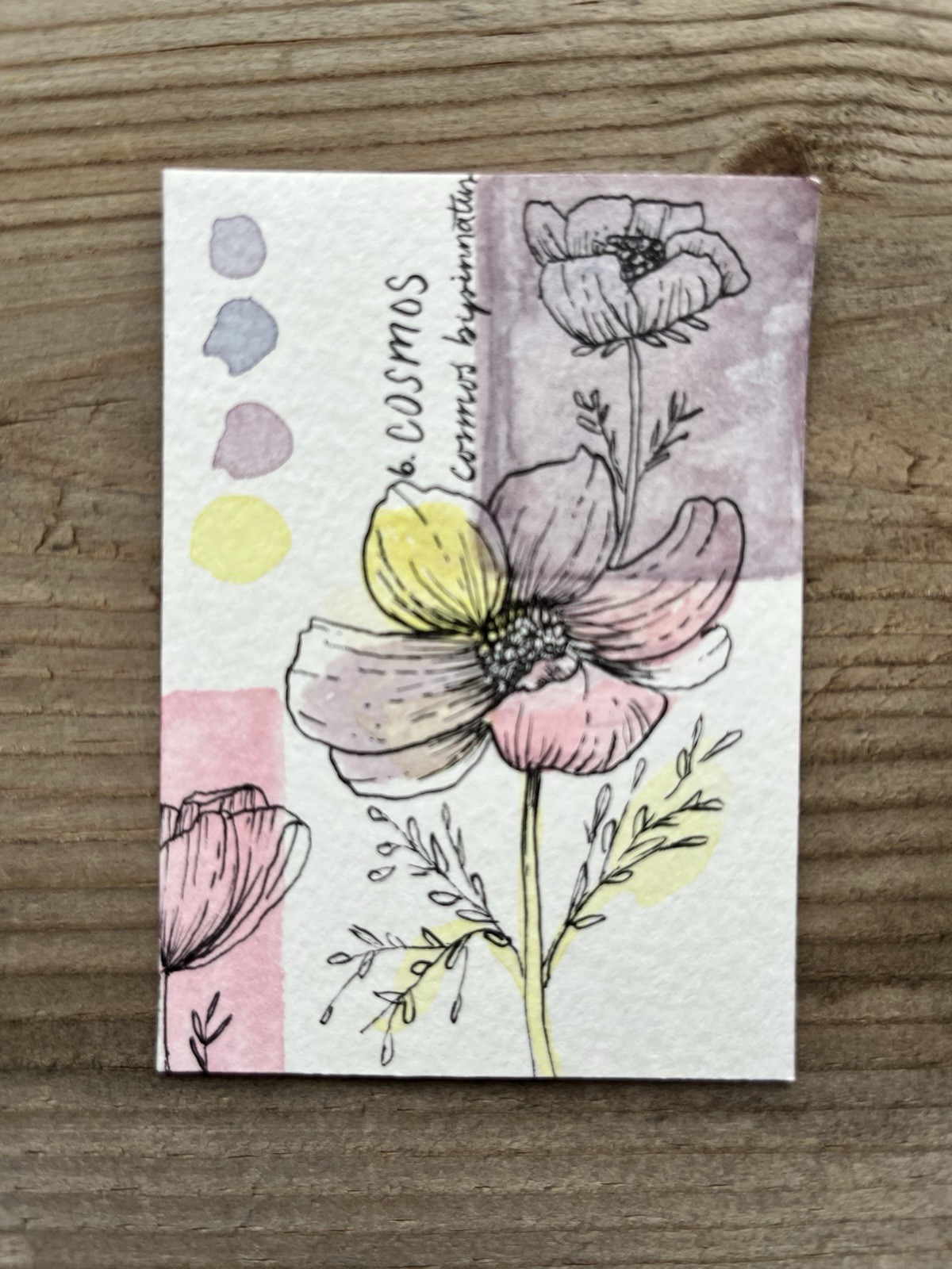 Aceo Card Cosmo Flower Study 2.5x3.5 Watercolor And Ink Original Art
