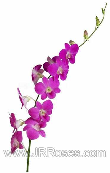 Pink Dendrobium Orchid 