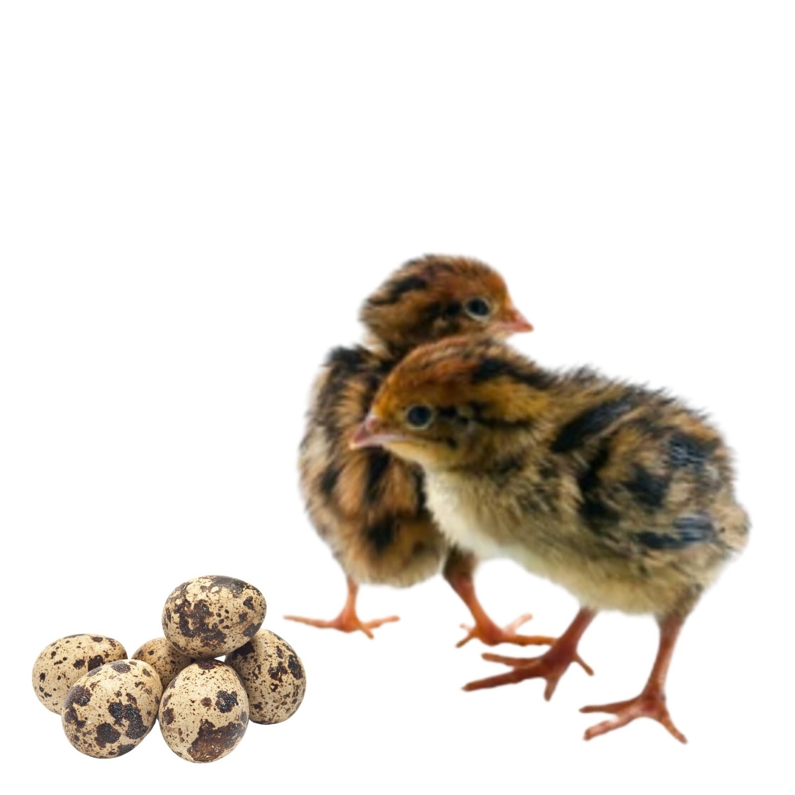 48+ Coturnix Quail Fertile Hatching Eggs