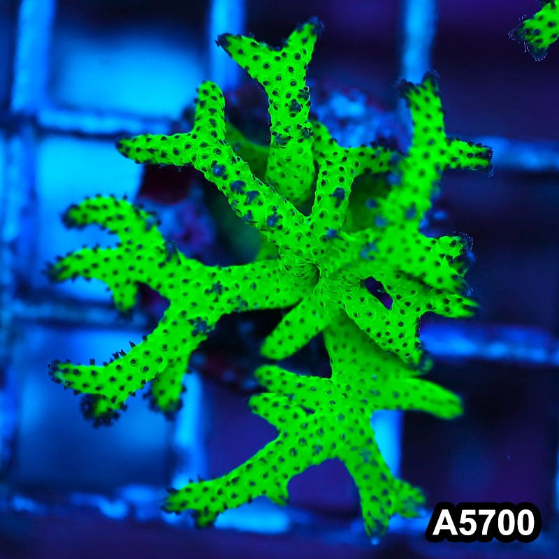 Item#A5700FM5700(S) Hand selected Neon Green Birdsnest Frag 10