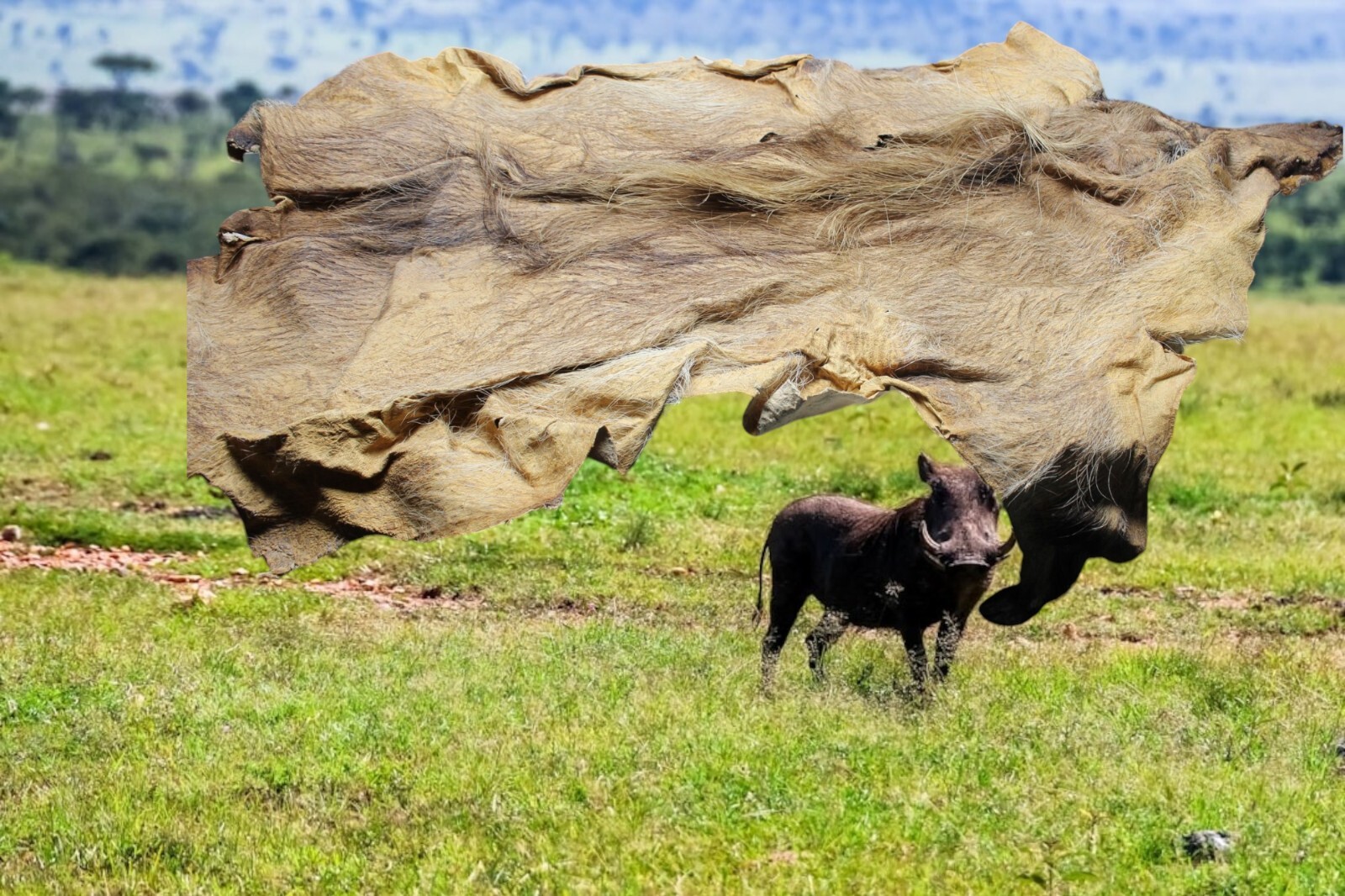 African Warthog Taxidermy Full size tanned hide skin