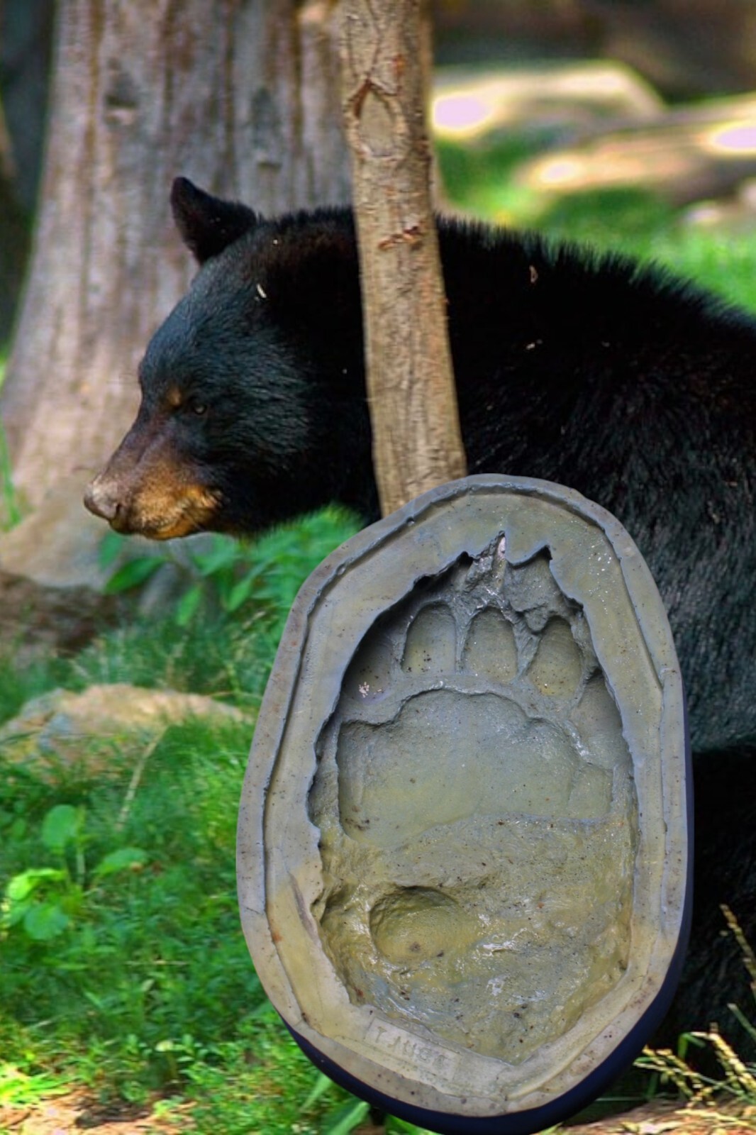 Black Bear Adult Custom Made Rubber Mold make Plaster Footprint tours Alaska