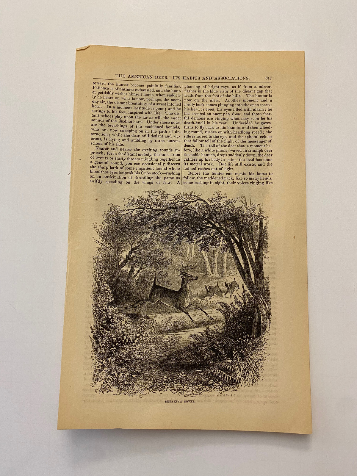 American White-tailed Deer Leaping Through Forest  c. 1858 Engraving