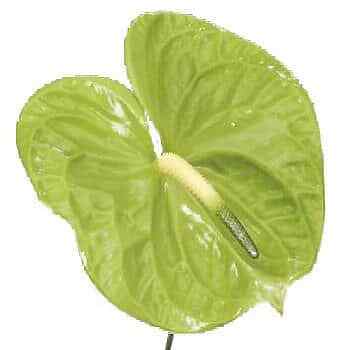 Green Anthurium Flower