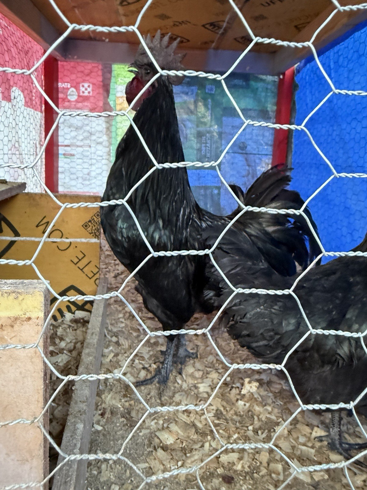 Ayam cemani hatching eggs 6+