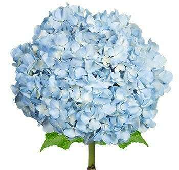 Blue Hydrangea Flower 30 stems