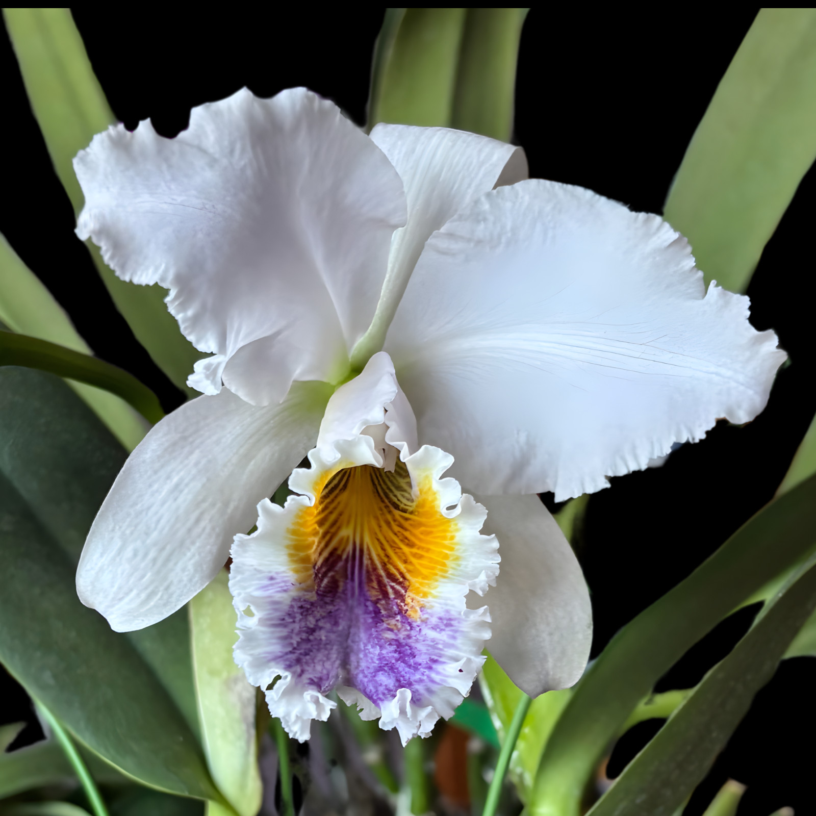 Cattleya Suzanne Hye (C. mossiae x gaskelliana coerulea) | BS not in bloom | 5"