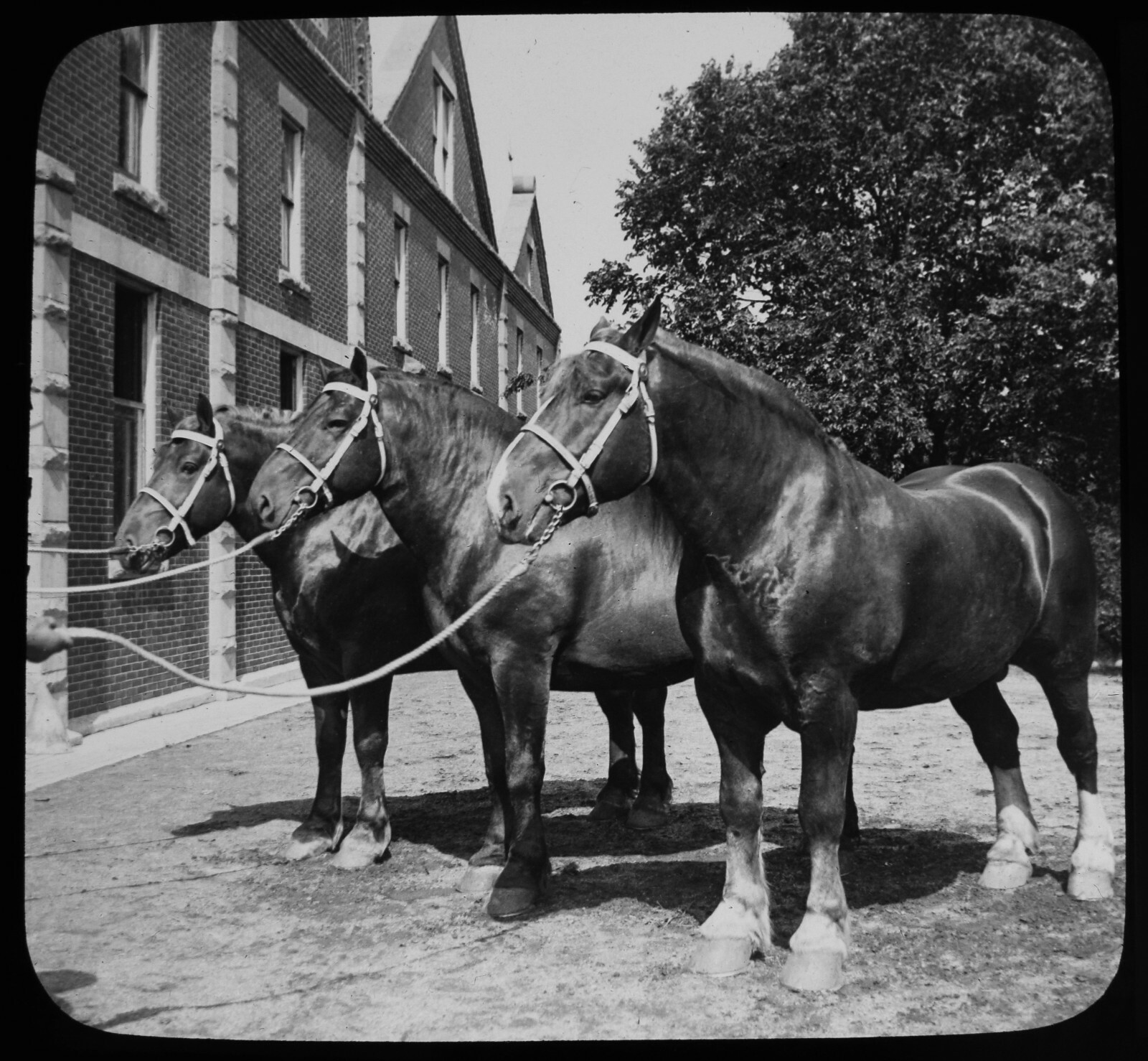 ANTIQUE Magic Lantern Slide BELGIAN DRAFT HORSES C1910 PHOTO HORSE 