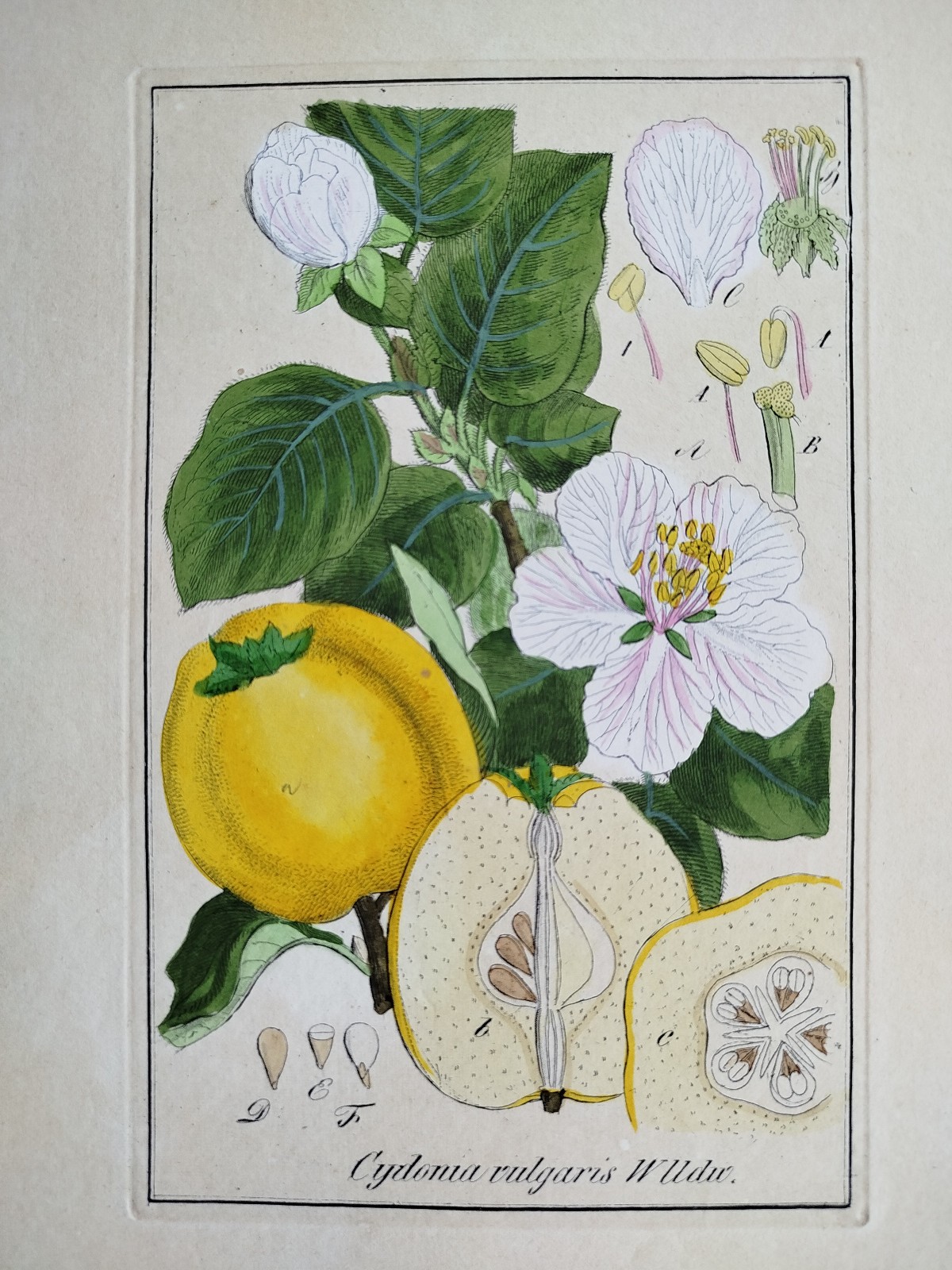 Cydonia Quince - Winkler Medicinal Plants Botany Coloured - 1840