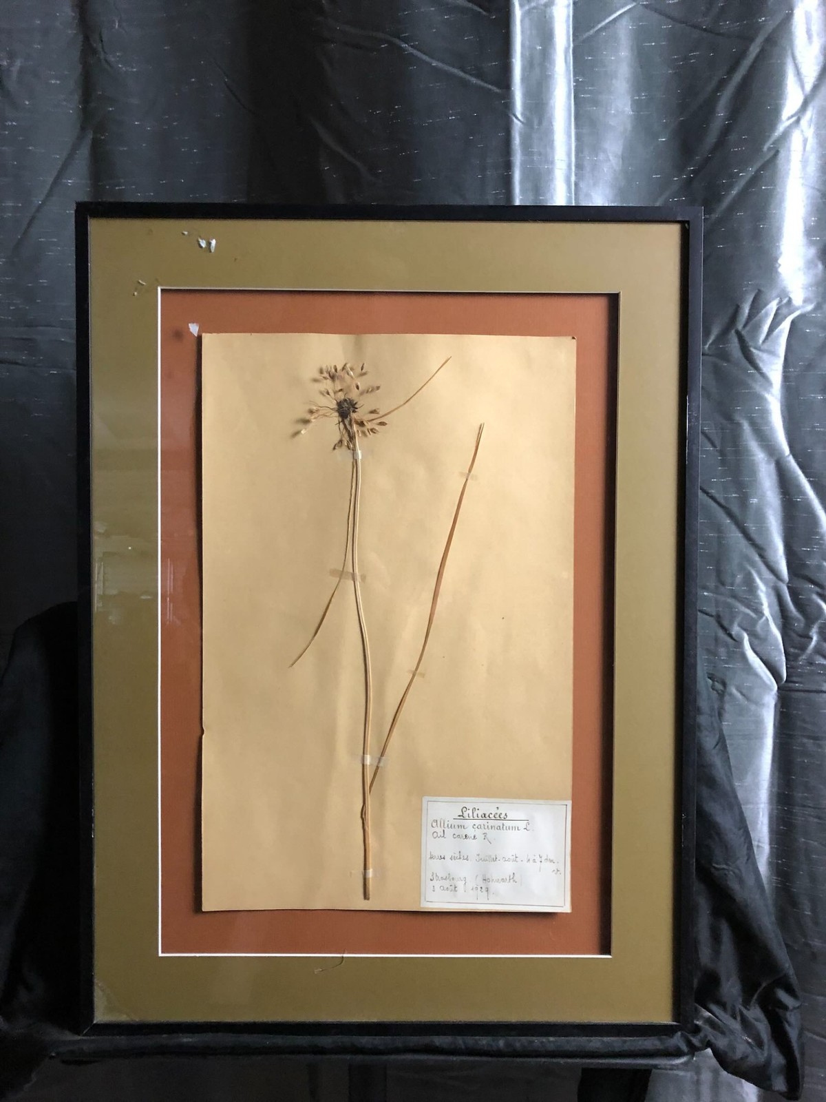 1929 Pressed Botanical Specimen Keeled garlic R