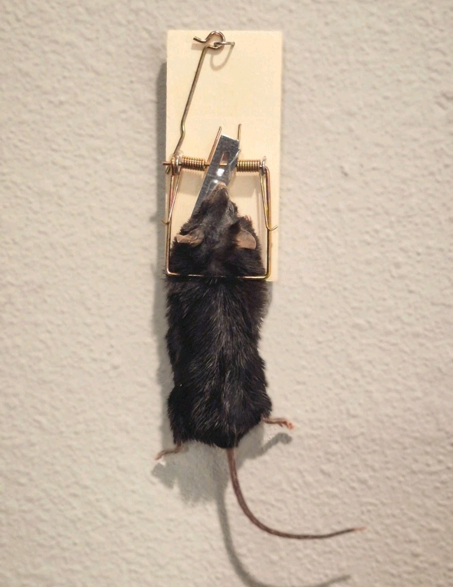 Mummified Mouse in Classic Mouse Trap – Macabre Wall Art / Oddity