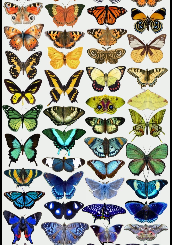 Butterfly Wings & Wonder - Full Tarot Card Reading, Transform, Take Flight