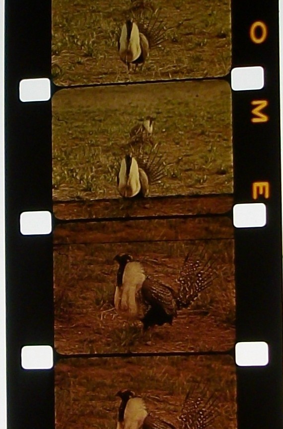 A26  ROCKIES  TRIP   UNIQUE RAW FOOTAGE 16MM FILM MOVIE ON CORE NO REEL