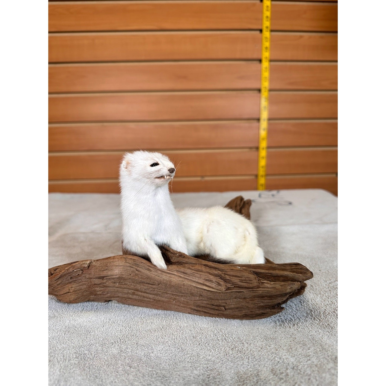 FHWEAS30 - Beautiful Adorable Weasel Ermine Small Animal Taxidermy