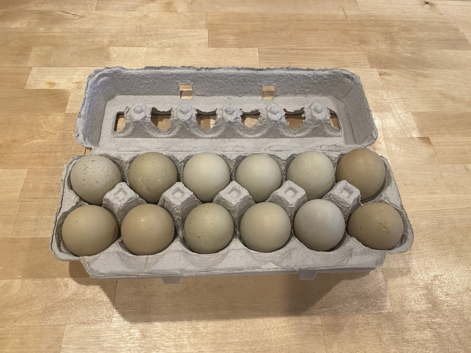 12 Green queen hatching eggs