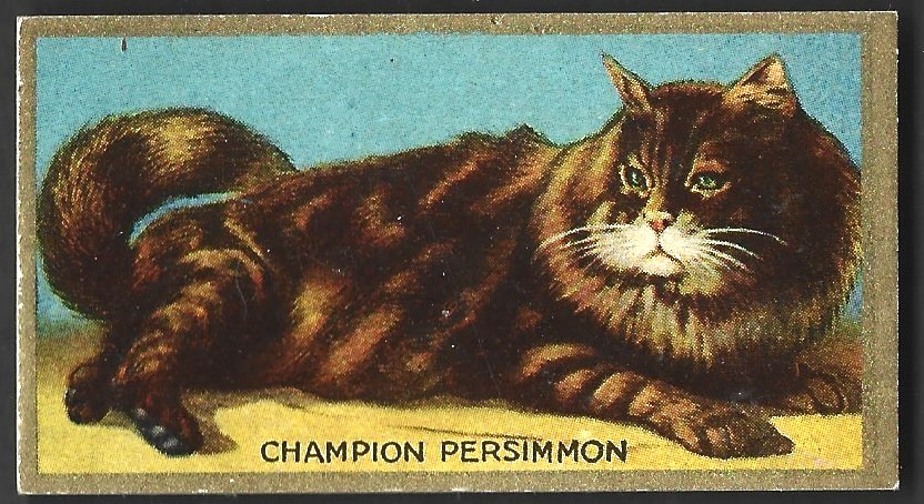 1925 Noted Cats Card Cowan’s Chocolates Cocoa V17 #12 Cat Trading Card Cowan