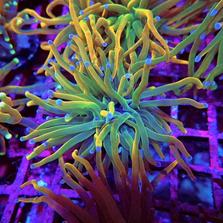 WYSIWYG - Euphyllia Holy Grail Reverse