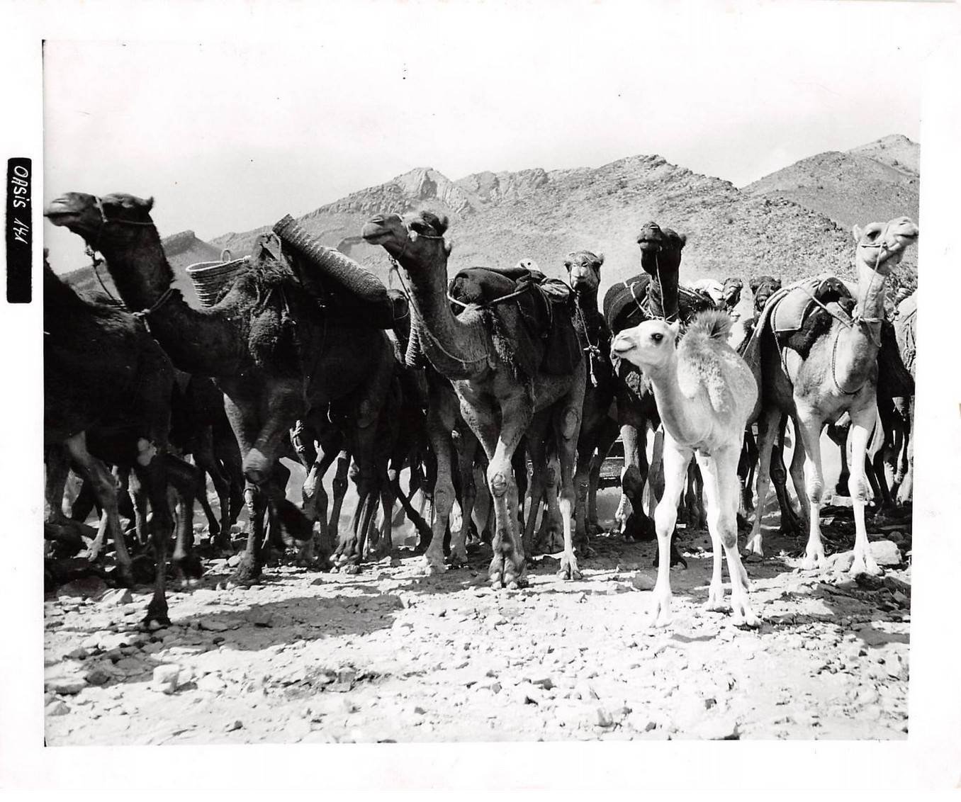 Press Photo AM21279 Approximately 24x18 Cm Camel Herd