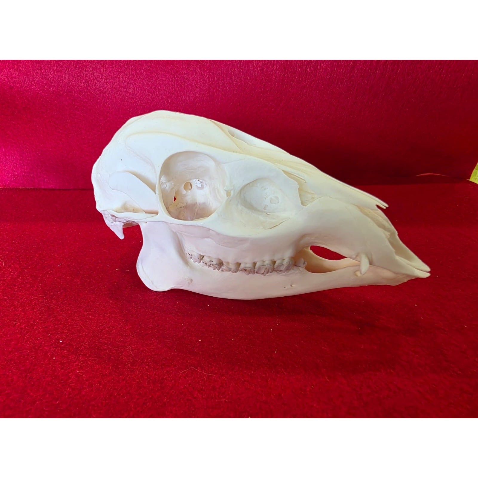 JSK12- Muntjac deer doe