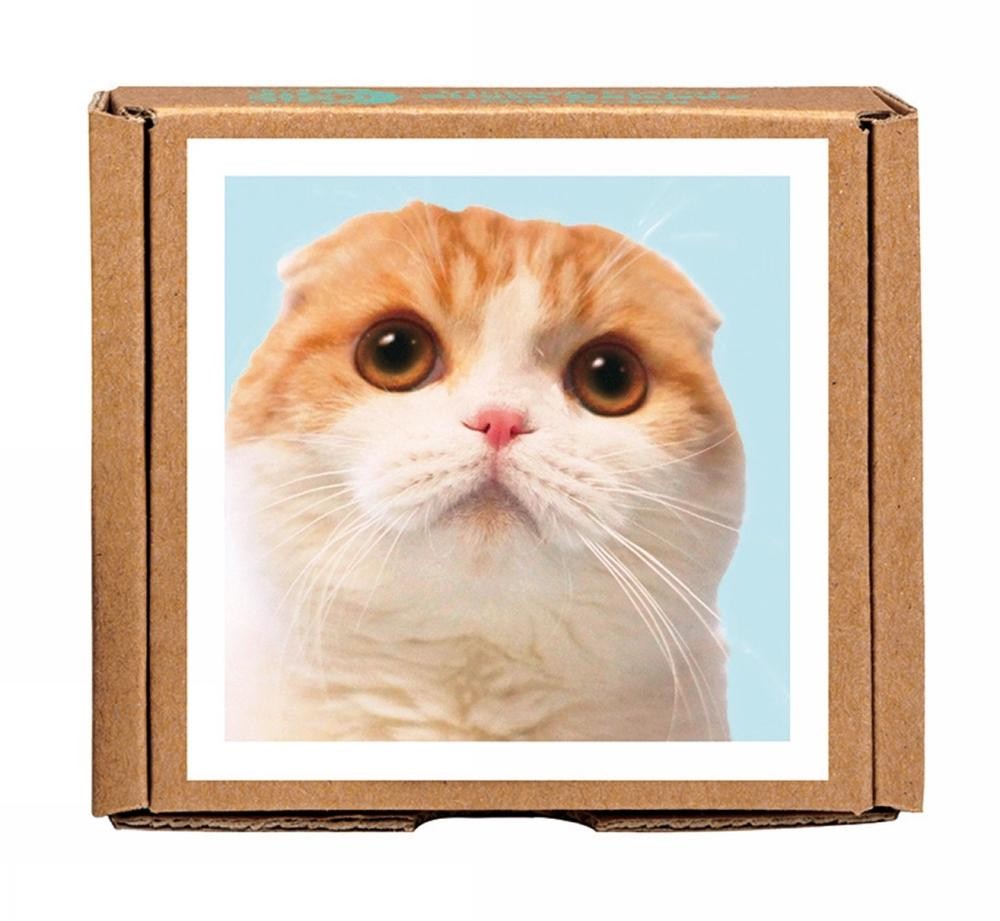 Waffles the Cat GreenGift-Notes, Eco-Friendly, All Occasion Boxed Notecard Set