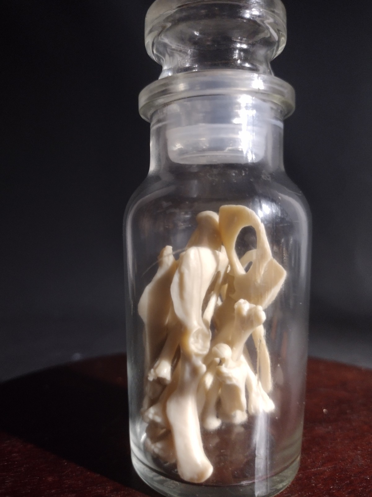 Macabre Oddity Apothecary Reagent Jar Full Of Faux Rat Bones 