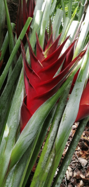 Heliconia Princes of Darkness 12 Stems